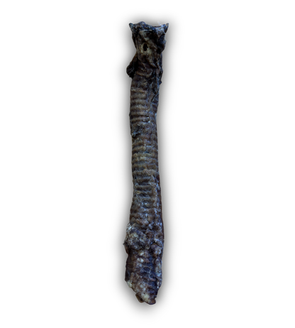 Goat Trachea