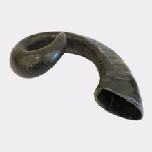 Buffalo Horn