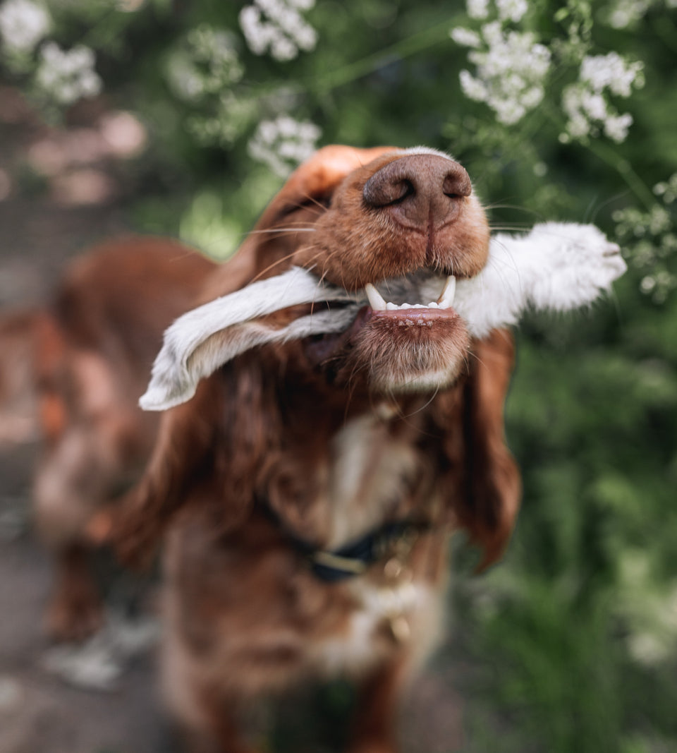 Hairy Rabbit Ears