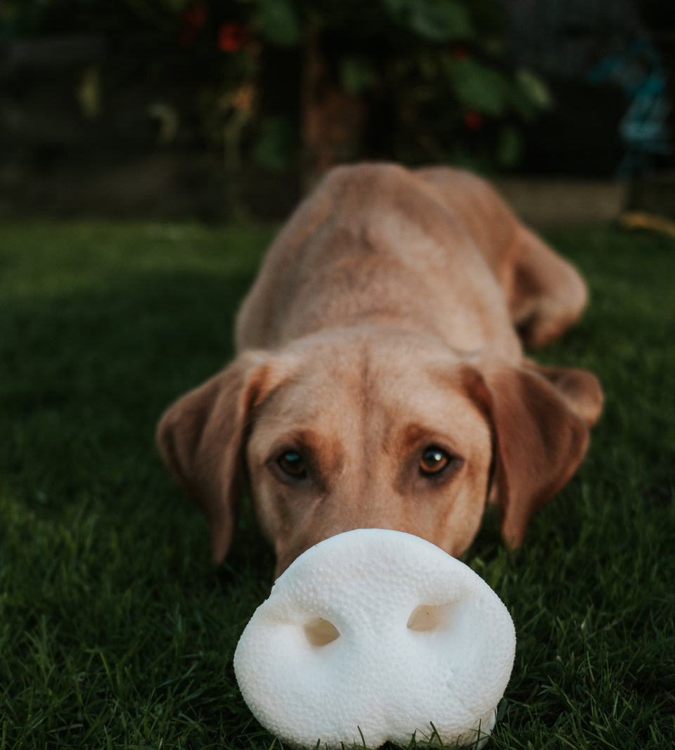 Puffed Pig Snout